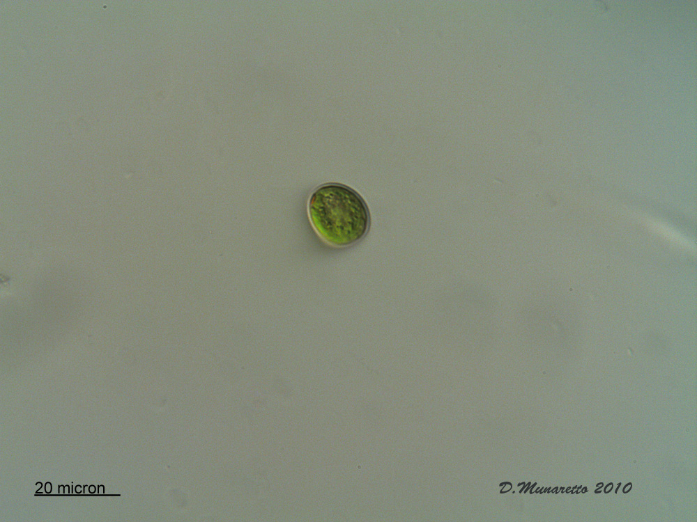 Piccolo Phacus